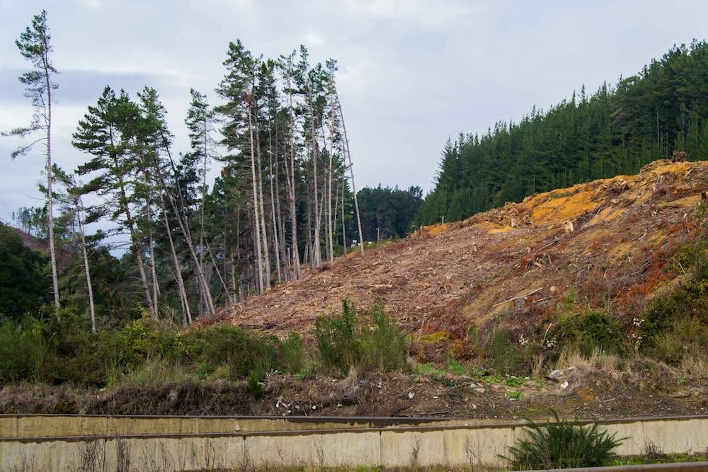 Mapuche deforestazione