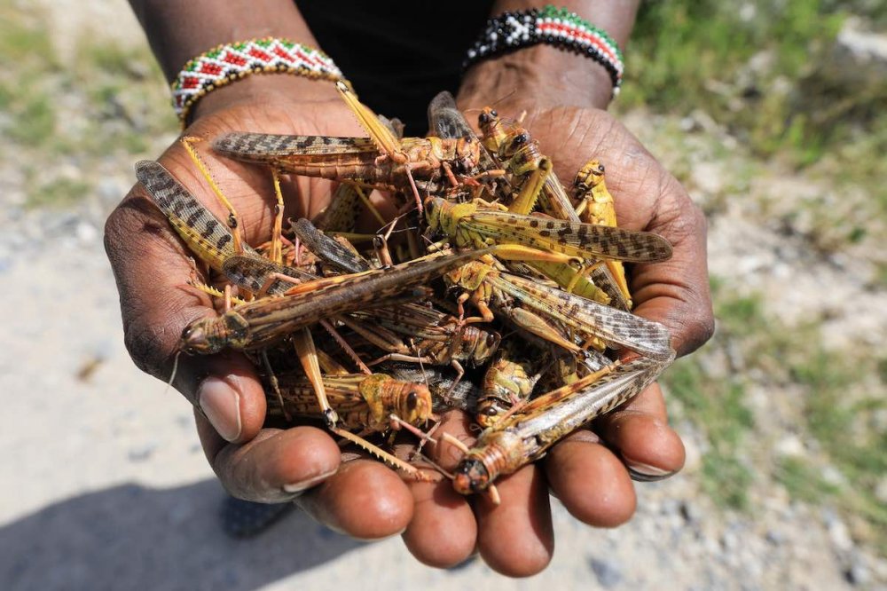 L'invasione delle cavallette in Africa