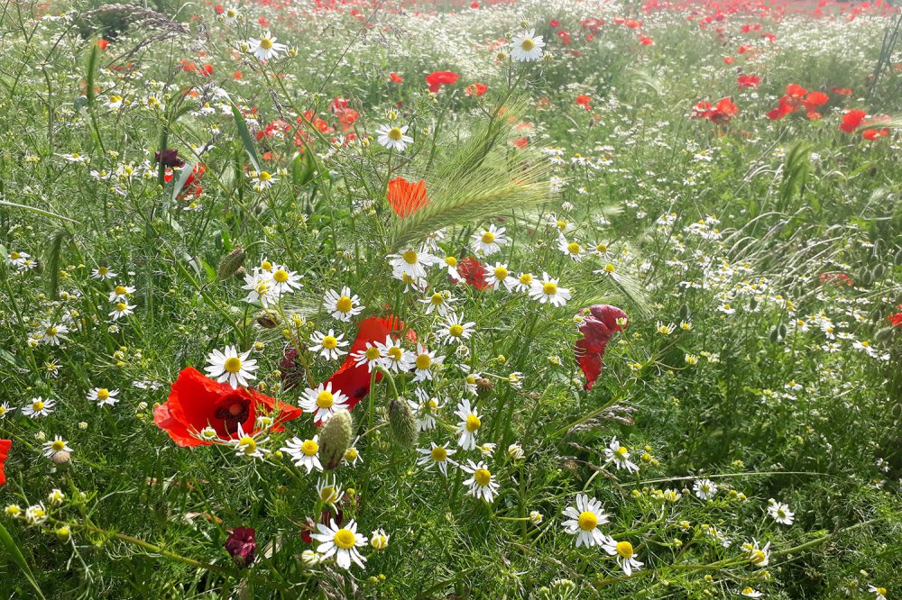 La biodiversità salverà il mondo