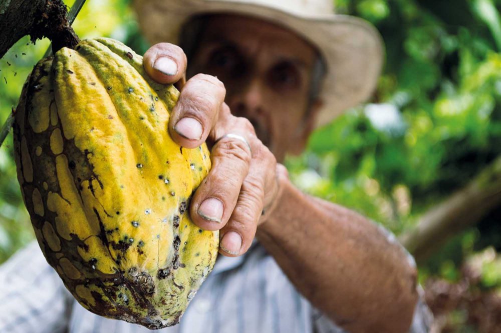 Cacao amaro