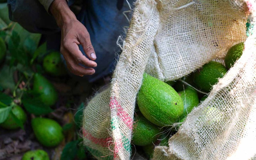 L'amarezza del cacao: prezzi record e crisi globale