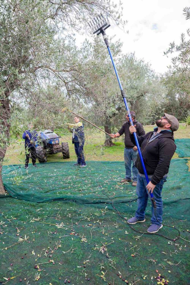 La raccolta delle olive