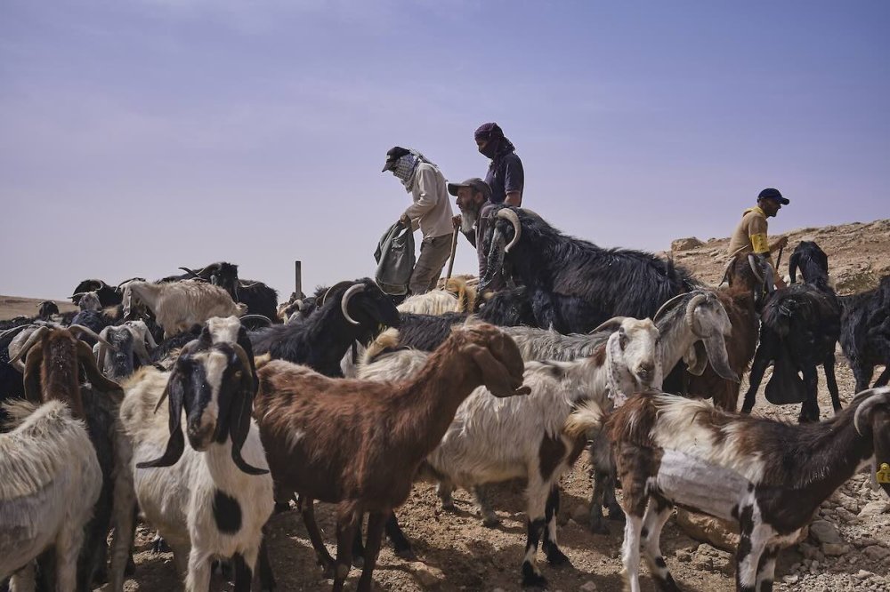 Pastori in Palestina