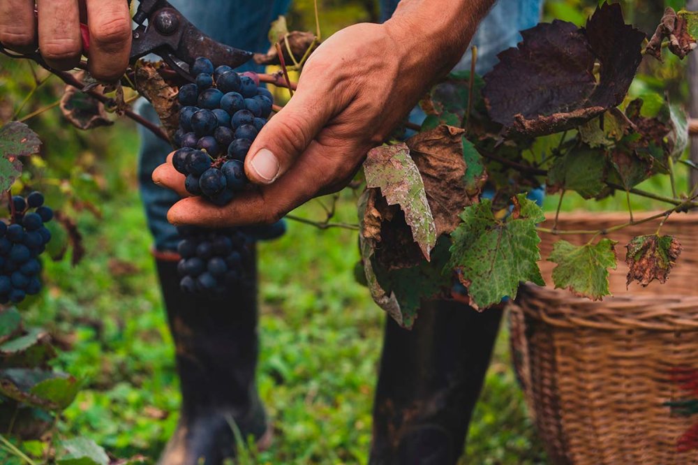 Vangelo di domenica 4 ottobre: «Piantò una vigna»