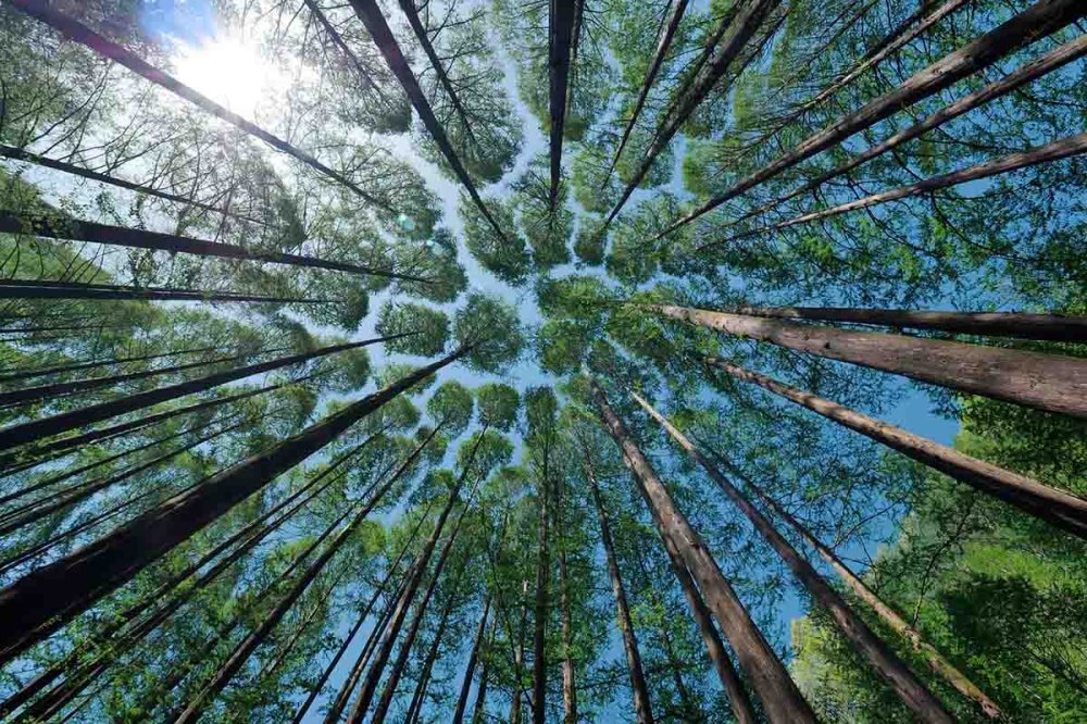 Hai mai pensato di comperare un bosco?