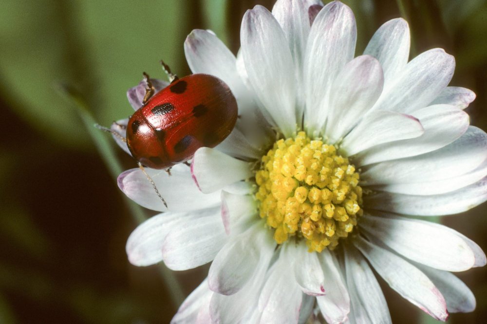 Un coleottero che pare una coccinella ma non lo è 