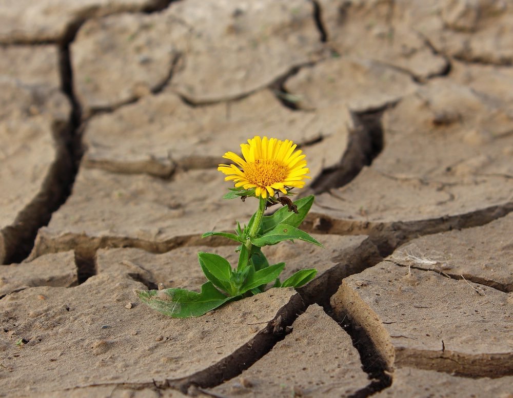 Fiore nel deserto