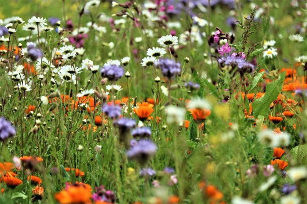 Italia: «Capitale della biodiversità»