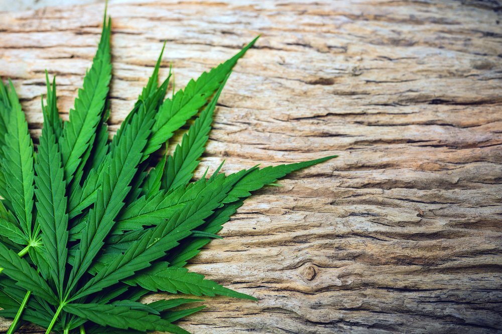 Marijuana