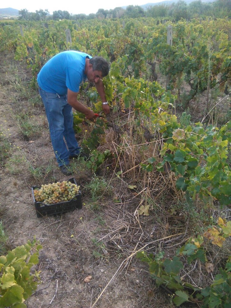 Mario sta raccogliendo L'uva