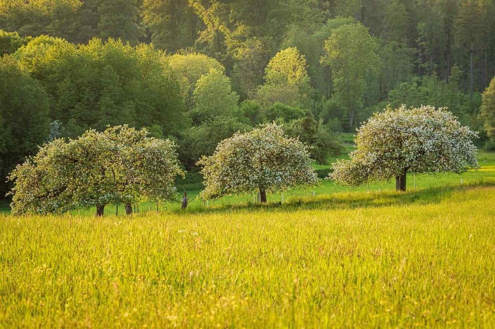 Vangelo di domenica 2 marzo: «L'albero buono»