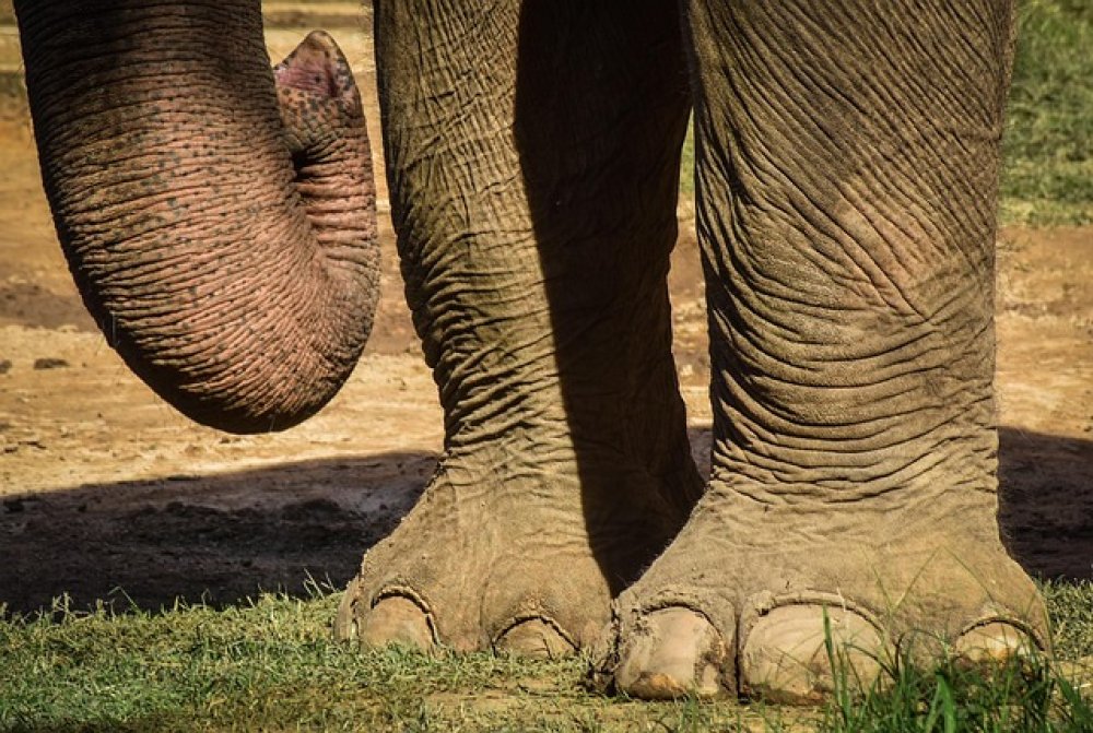 Il linguaggio animale. Una nuova frontiera per l'AI