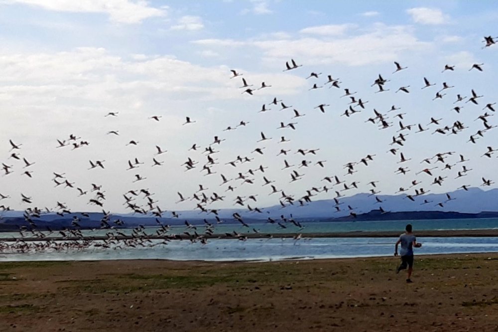 Uccelli volano sulla battigia in Turkana, colori emozionanti