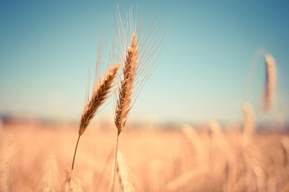 Vangelo del 19 luglio: La zizzania e il grano